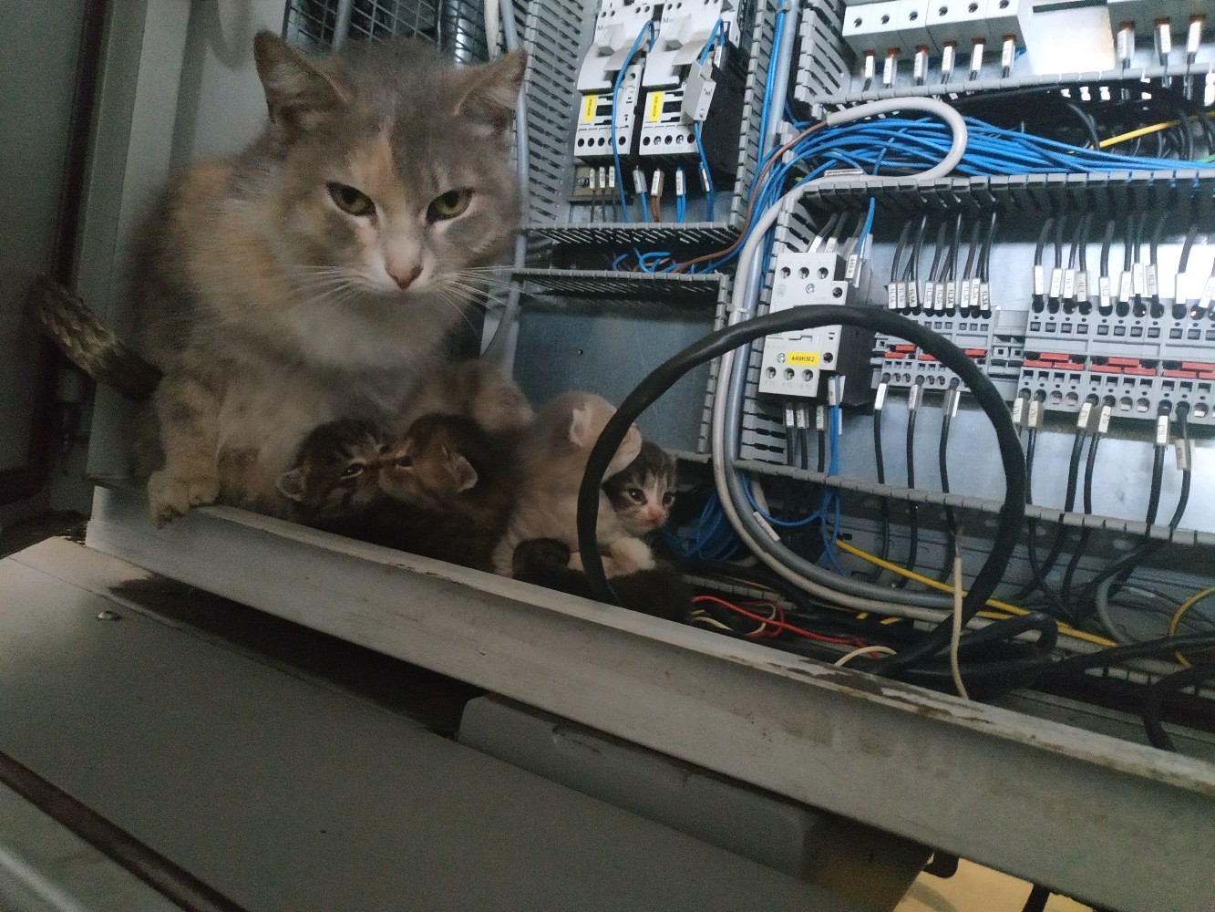 Кот электрик