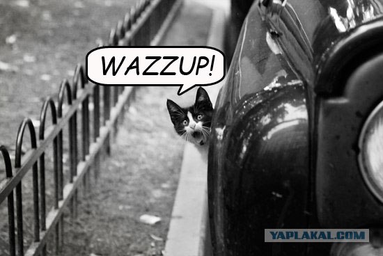 Фотожаба: Кот