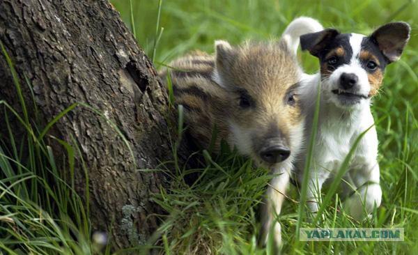 Мал клоп, да вонюч