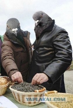 Сомы охотятся на голубей