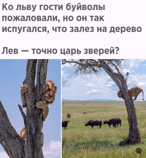 Картинки и мемы для настроения 04.08.2021