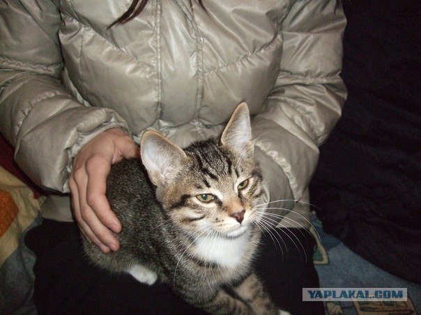 раздаю котят, налетай!