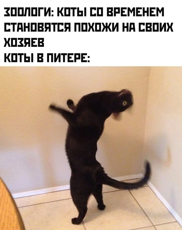 Картинки и мемы для настроения - 31