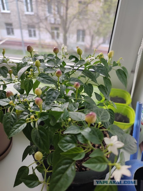 Мой первый перчик
