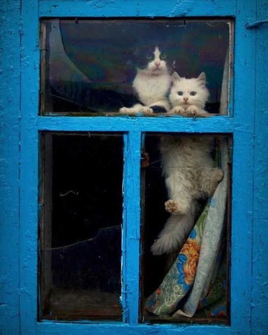 Это что, котовторник?