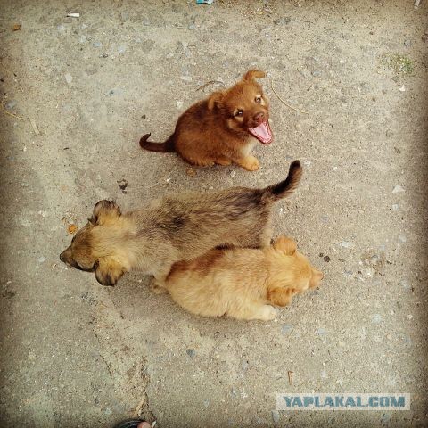 Тетя, тетя кошка, Выгляни в окошко! Мимишности пст