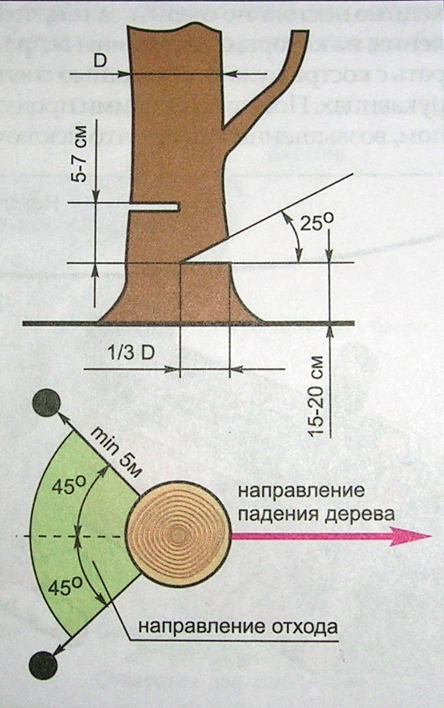 Безопасный метод валки деревьев