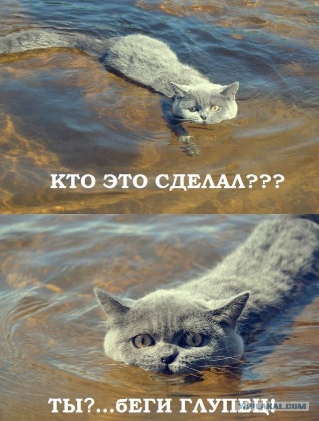 Краш тест кота