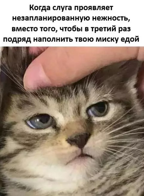 Котямбосы