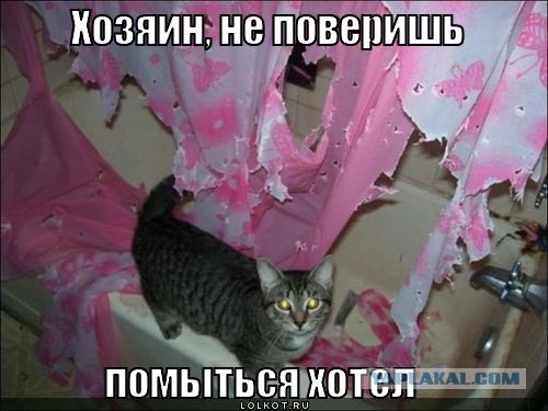 Как правильно помыть кошку