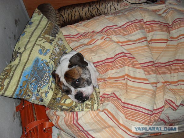 Как собаки встречают и провожают хозяев