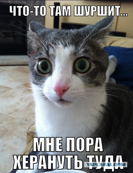 Коты, которых никто не понимает