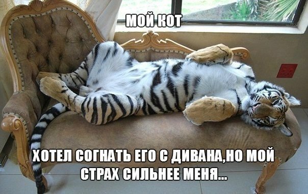 Комментарии из социальных сетей