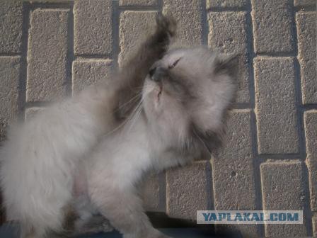 Котовторник 22.07.14