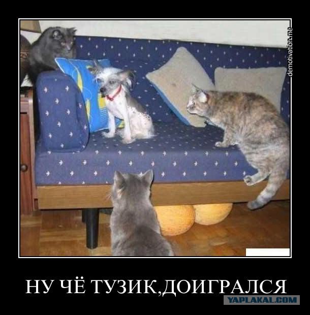 Открытое письмо Макаревичу от экс-поклонницы