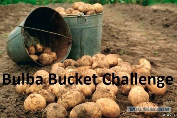 Картошка