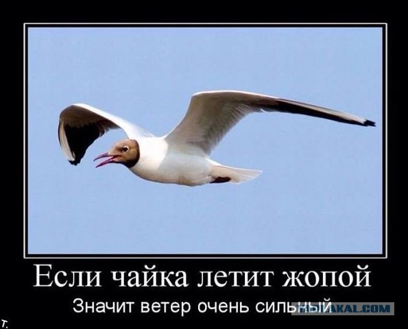 Весёлое из сети