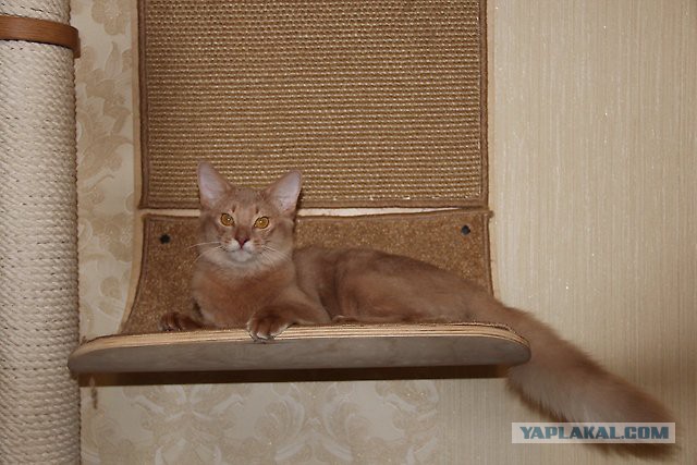 Котенок абиссина