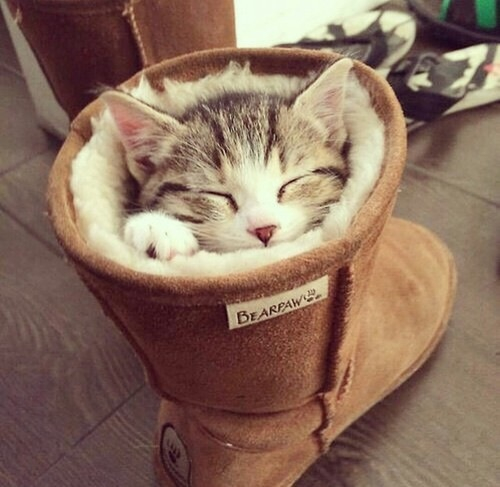 Котята тоже могут спать где угодно!