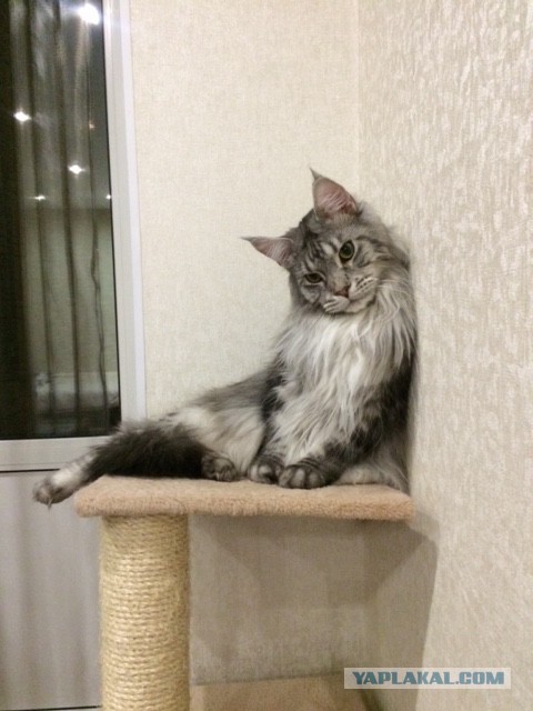 Котовторник 03.11.2015