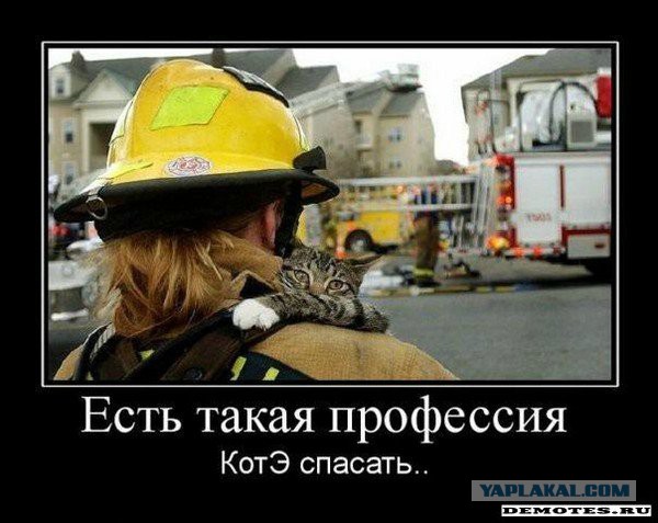 Великая сила ЯПа: В Ставрополе мужчина спас кота