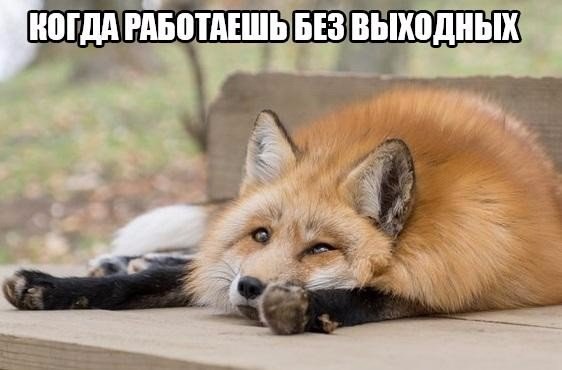 Мохнатые беспредельщики