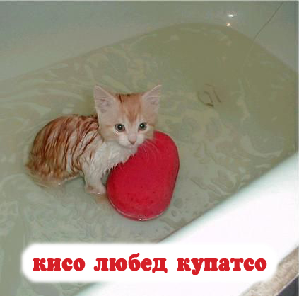 Котовторник!