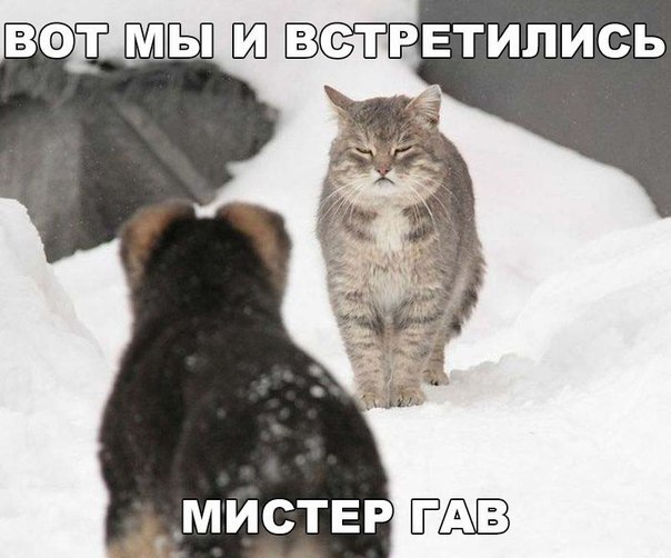 Божьи твари