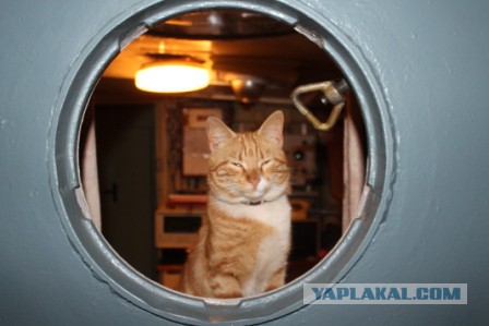 Котовторник 21.06.16