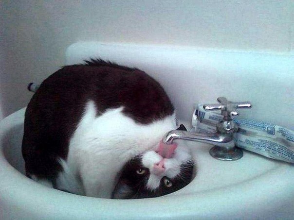 Прикольные животные