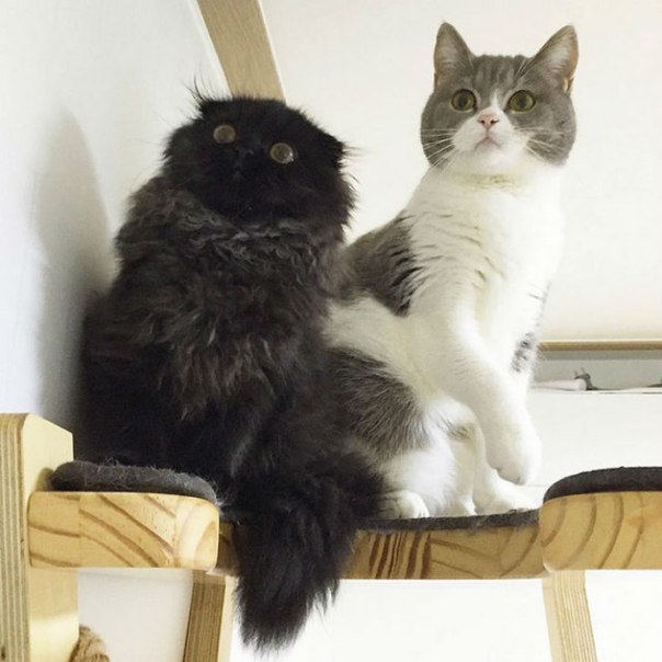 Коты и Кошки