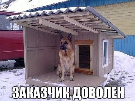 Самые смешные животные