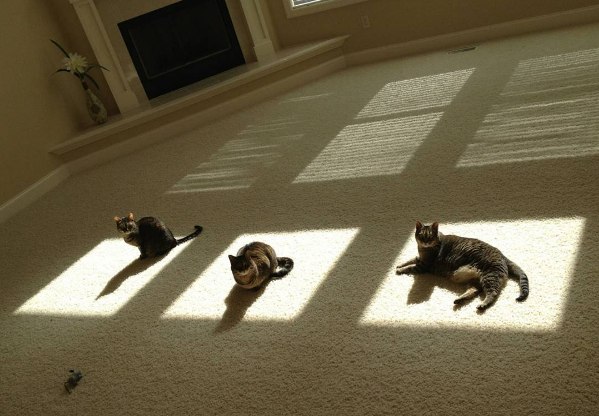 Коты и Кошки