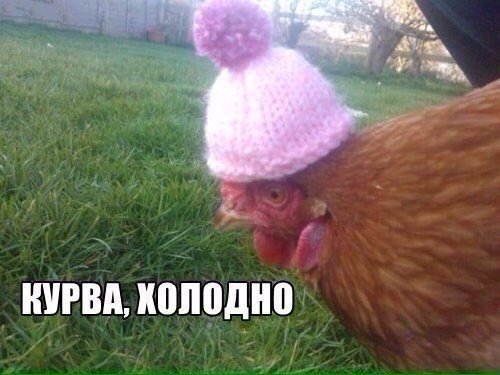 Подборка забавных животных