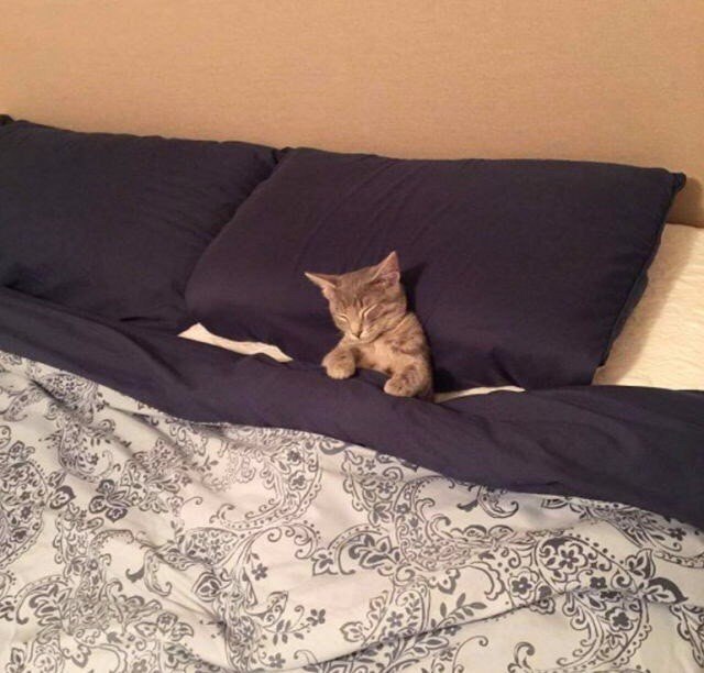 Коты и Кошки