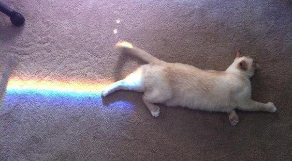 Коты и Кошки