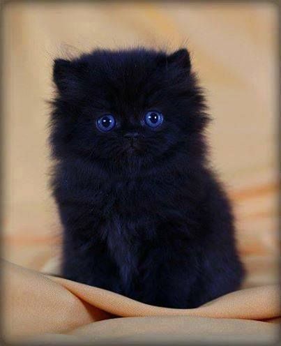 Коты и Кошки