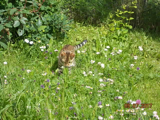 Котовторник 11.07.2017