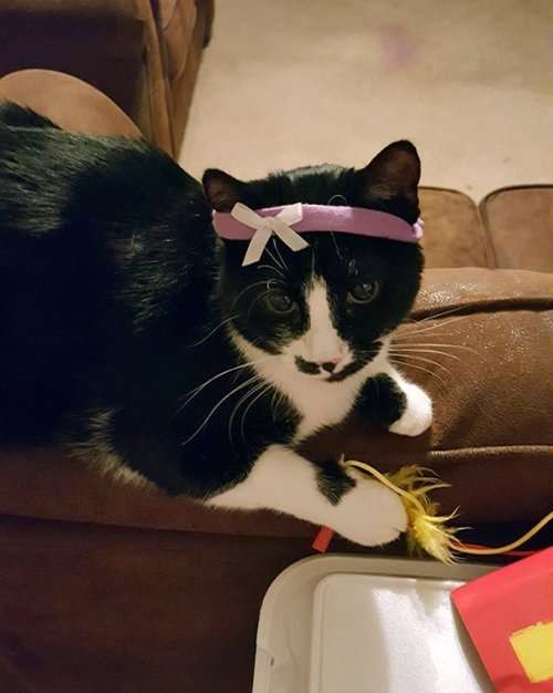 Коты и Кошки