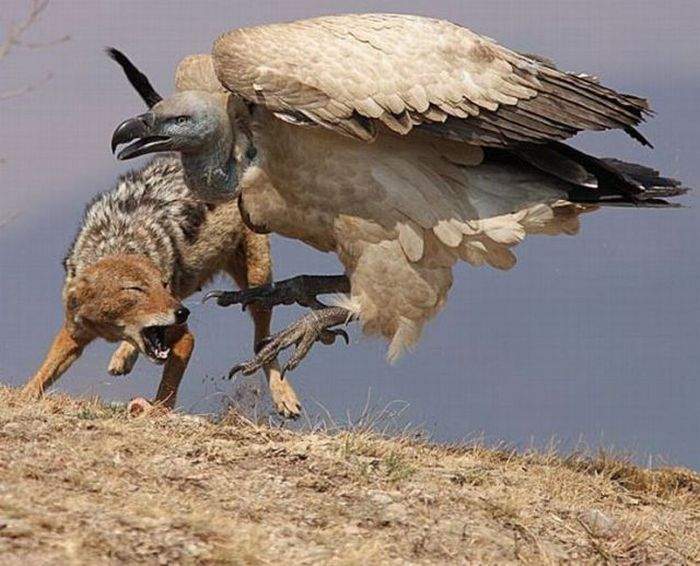 андский кондор с добычей