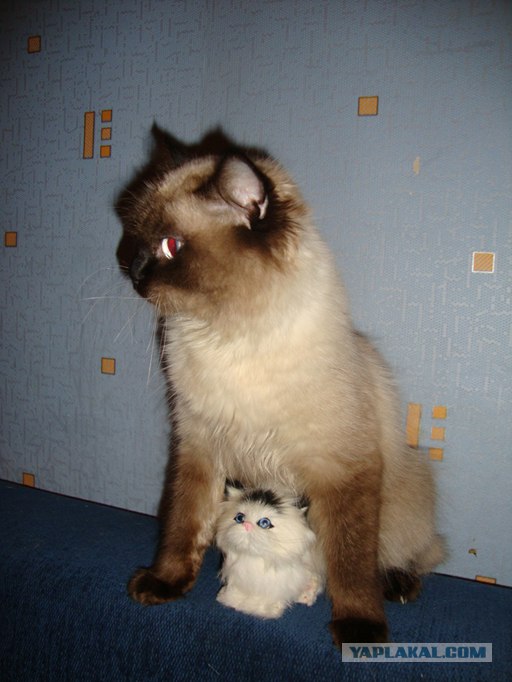 Котопятница