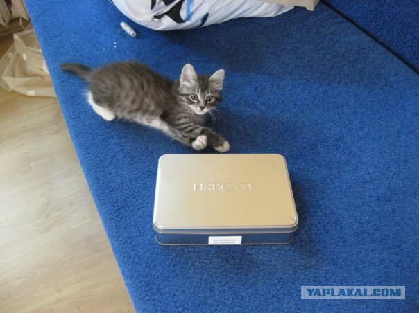 Котовторник. А как же?!