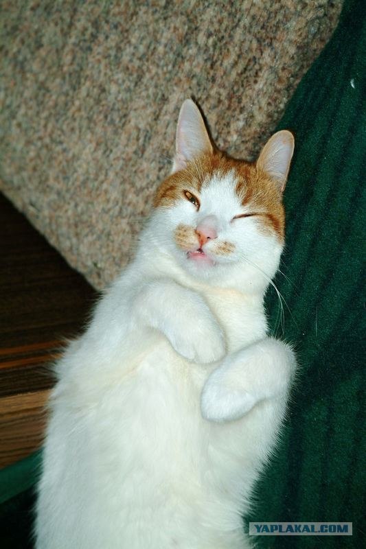 Котовторник 22.05.2012
