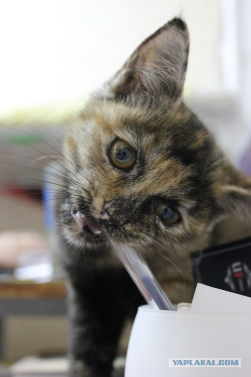 В нашем доме поселилось Счастье