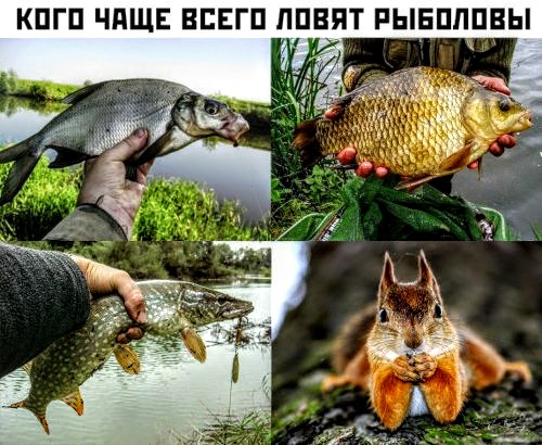 Анекдоты, соц-сети, истории и картинки с надписями