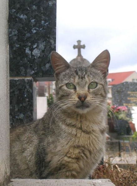 За оскорбление чувств верующих 5 лет тюрьмы!