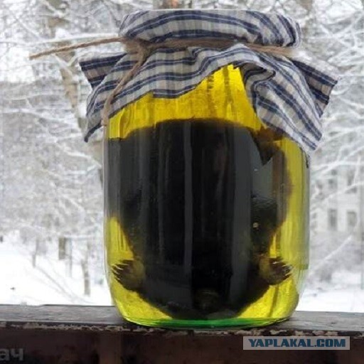 Можно ли есть крота, если припрёт. Денег уже нет, а на даче их полно