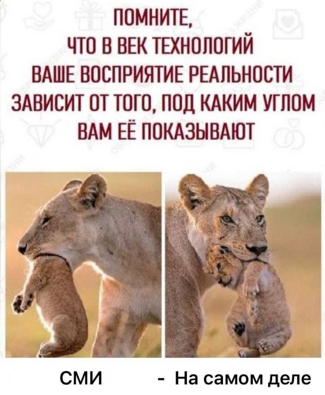 Ребёнок оставил свою кошку на лавочке в Новосибирске. Так он защитил её от избиений.