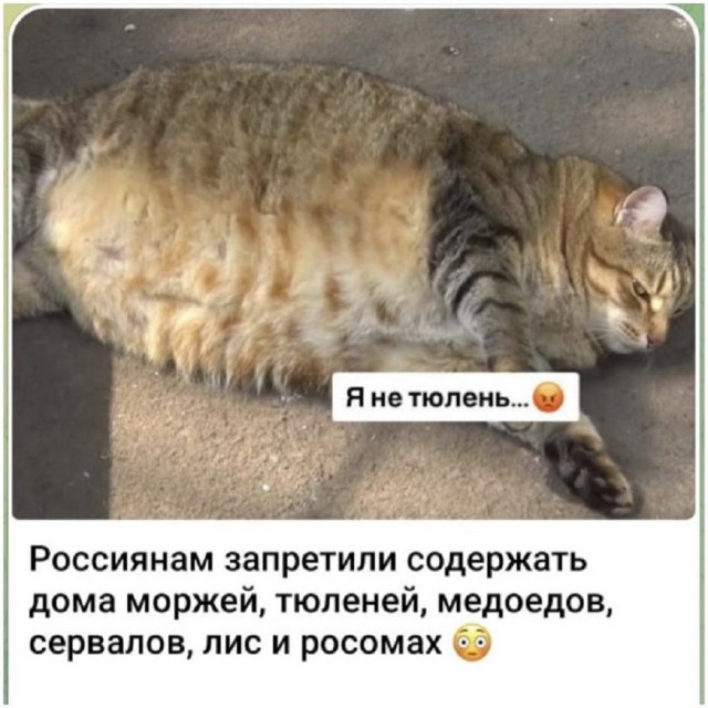 К котовторнику: подборка картинок-баянов с котиками и про котиков. Выпуск 17