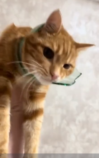 Судя по его лицу, это того стоило